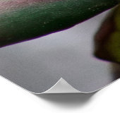 Rhododendron Poster (Hoek)