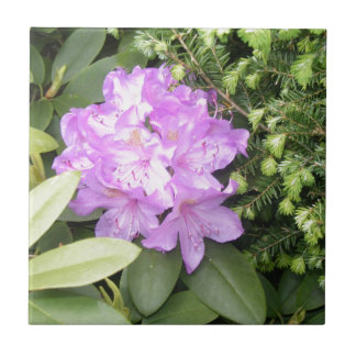 Rhododendron - Purple Flowers in Spring Tegeltje