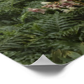 Rhododendron (Rhododendron catawbiense) Heath Poster (Hoek)