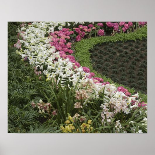 Rhododendron (Rhododendron catawbiense) Heath Poster (Voorkant)