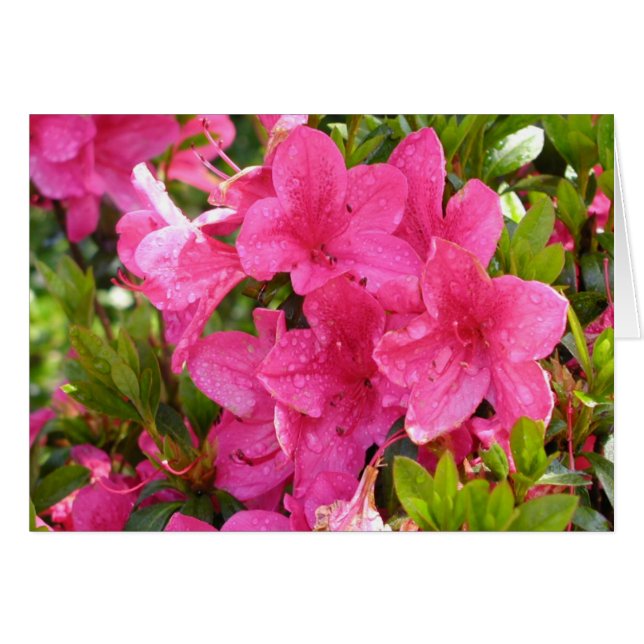 Rhododendron rose (Devant horizontal)