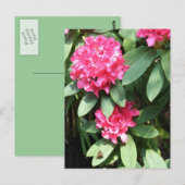Rhododendron rose avec petite carte postale Papill (Devant / Derrière)