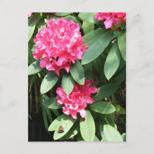 Rhododendron rose avec petite carte postale Papill