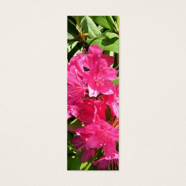 rhododendron rose et iris bleu (Devant)