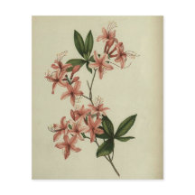 Rhododendron Studie Scrapbook Papier