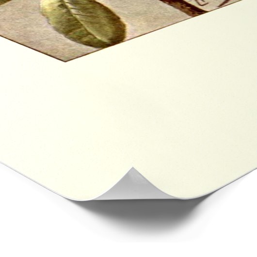 Rhododendron var minerva poster (Hoek)