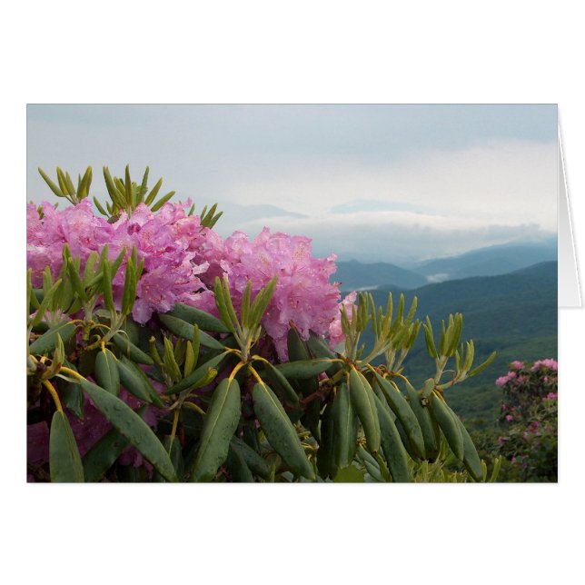 Rhododendrons (Voorkant Horizontaal)