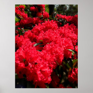 Rhododendrons 1 poster