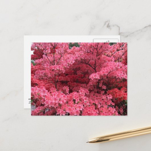 Rhododendrons d'Halifax Nouvelle-Écosse Carte post (Devant/Arrière en situation)