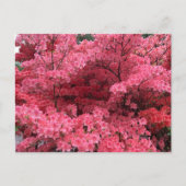 Rhododendrons d'Halifax Nouvelle-Écosse Carte post (Devant)