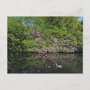 Rhododendrons en ganzen. Roath Park Lake, Cardiff Briefkaart