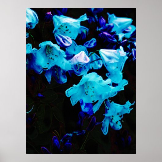 Rhododendrons in Blauw, Floral, Blauwe Bloemen Poster (Voorkant)