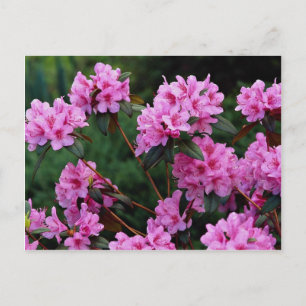 Rhododendrons, Quebec, Canada Briefkaart