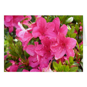 Rhododendrons roses