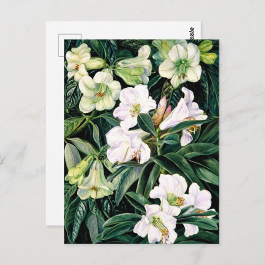 Rhododendrons van Noord-India Briefkaart (Voorkant / Achterkant)