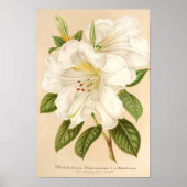 Rhododendrum Sesterianum Floral Art Poster (Voorkant)