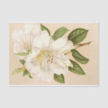Rhododendrum Sesterianum, ontkoppeling