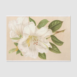 Rhododendrum Sesterianum, ontkoppeling Tissuepapier