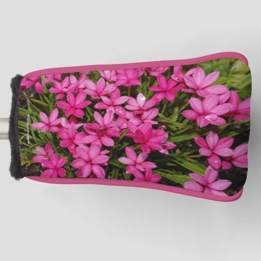 Rhodohypoxis / Red Star / Rosy Posy Golfheadcover (Voorkant)