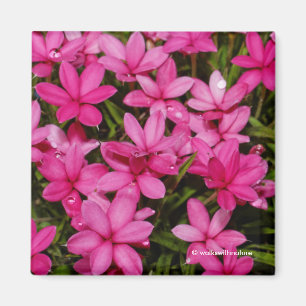 Rhodohypoxis / Red Star / Rosy Posy Magneet