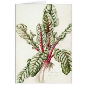 Rhubarb Chard 1992