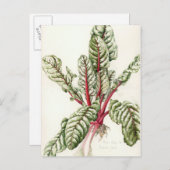 Rhubarb Chard Briefkaart (Voorkant / Achterkant)