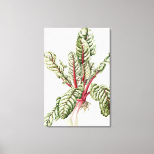 Rhubarb Chard Canvas Afdruk