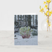 Rhubarbe dans carte de neige (Fleur jaune)