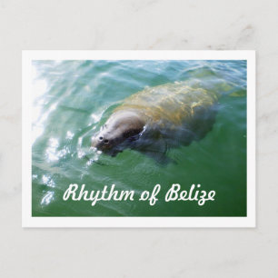 Rhythm van Belize Manatee in de Balanenkaart Briefkaart