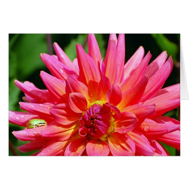 Ribbit (Devant horizontal)