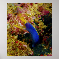 Ribbon Eel Rhinomuraena Quaesita Bernis Eel