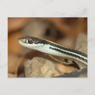 Ribbon Snake. Briefkaart