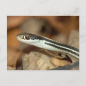 Ribbon Snake. Briefkaart (Voorkant)
