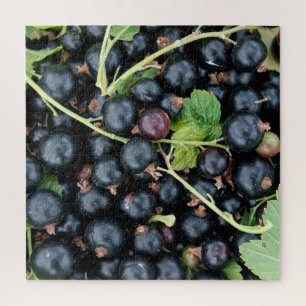 Ribes nigrum zwarte bessen oogst legpuzzel