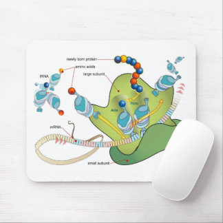 Ribosome mRNA tRNA molecules proteins Diagram  Muismat