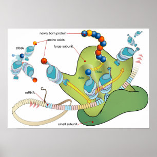Ribosoom mRNA tRNA-moleculen eiwitten Diagram Poster