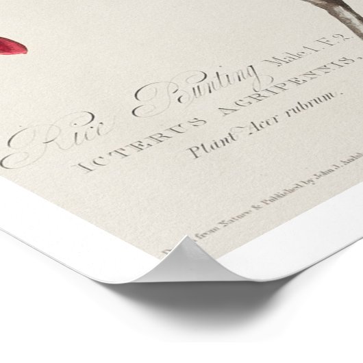 Rice Bird by Audubon Poster (Coin)