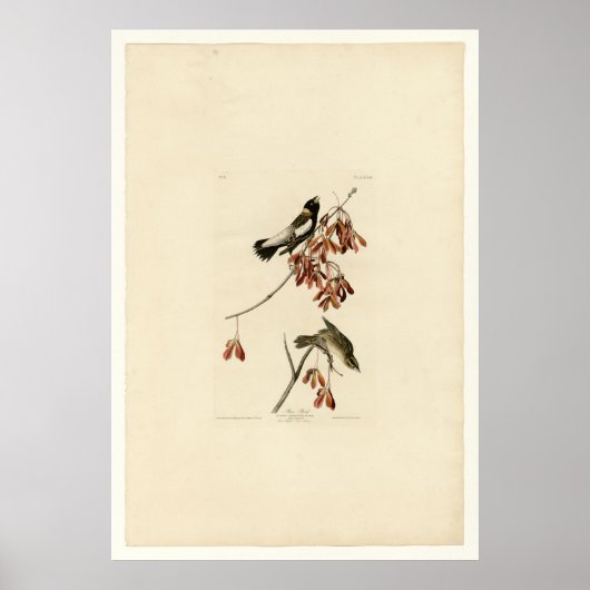 Rice Bird Poster (Voorkant)