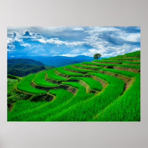 Rice terraces Chiang Mai, thailand Poster