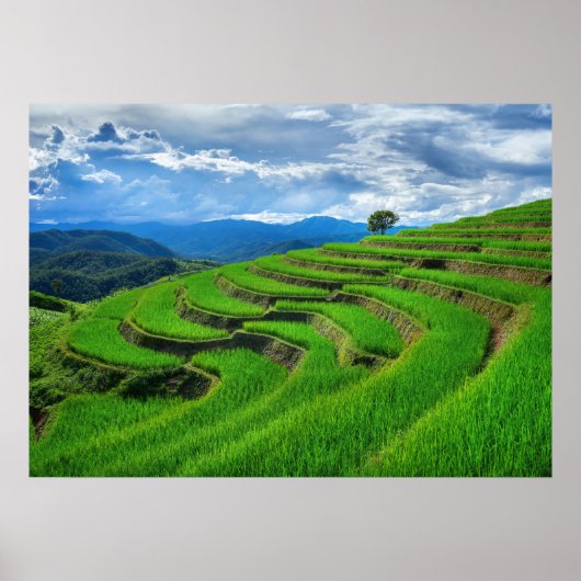 Rice terraces Chiang Mai, thailand Poster (Voorkant)