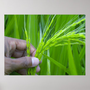 Ricefield close-up Poster