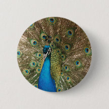 Rich Color Foto van Peacock