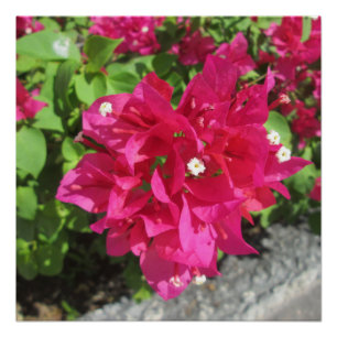 Rich Red Bougainvillea Perfect Poster