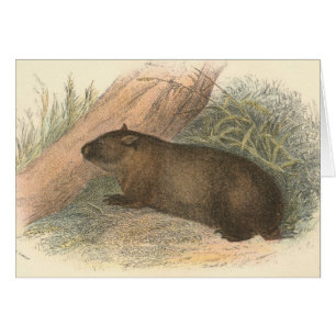 Richard Lydekker - wombat tasmanien