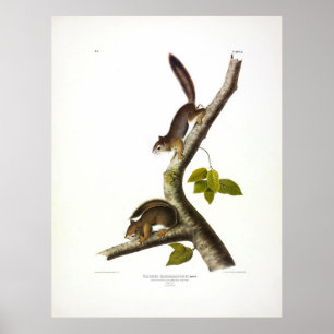 Richardson's Columbia Squirrel (rood) door Audubon Poster