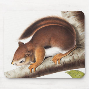 Richardson's Columbian Squirrel Illustratie Muismat