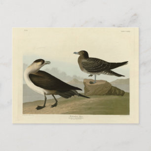 Richardson's jager van de Amerikaanse vogels van A Briefkaart