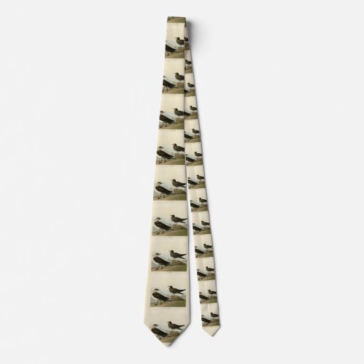 Richardson's jager van de Amerikaanse vogels van A Stropdas (Voorkant)