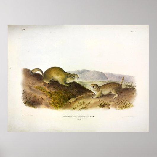 Richardson's Spermophile, Ground Squirrel, Audubon Poster (Voorkant)