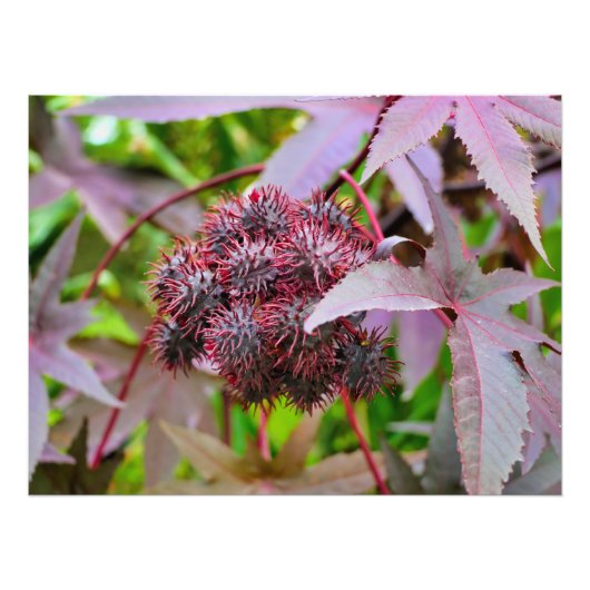 Ricinus communis foto afdruk (Voorkant)